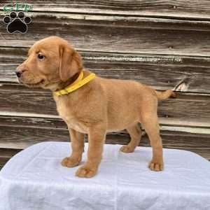Reese, Fox Red Labrador Retriever Puppy