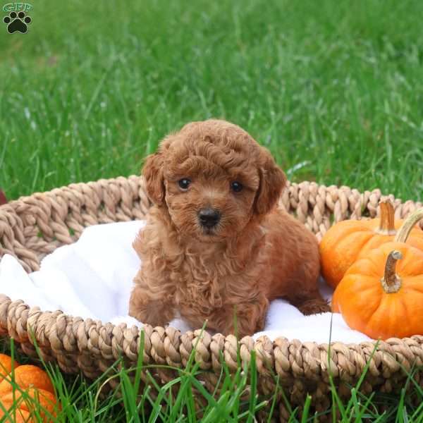 Twinkle, Toy Poodle Puppy