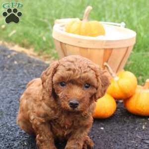 Tanner, Toy Poodle Puppy