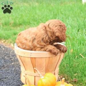 Tanner, Toy Poodle Puppy
