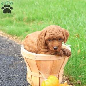Tanner, Toy Poodle Puppy
