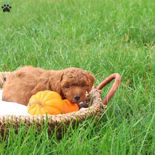 Tanner, Toy Poodle Puppy