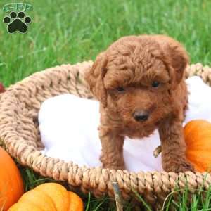 Tanner, Toy Poodle Puppy