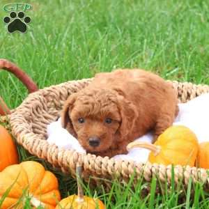 Tanner, Toy Poodle Puppy