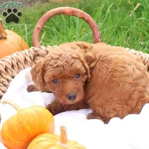 Tanner, Toy Poodle Puppy