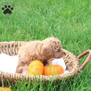 Timber, Toy Poodle Puppy