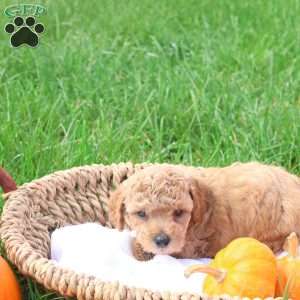 Timber, Toy Poodle Puppy