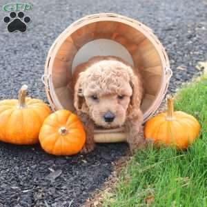 Timber, Toy Poodle Puppy