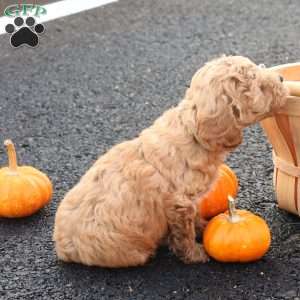 Timber, Toy Poodle Puppy