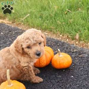 Timber, Toy Poodle Puppy