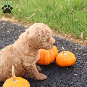 Timber, Toy Poodle Puppy