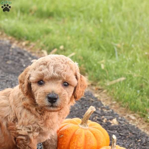 Timber, Toy Poodle Puppy
