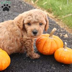 Timber, Toy Poodle Puppy