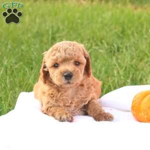 Timber, Toy Poodle Puppy