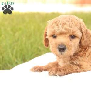 Timber, Toy Poodle Puppy