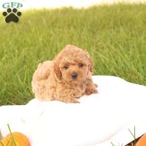 Tasha, Toy Poodle Puppy