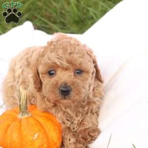 Tasha, Toy Poodle Puppy