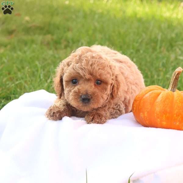 Tasha, Toy Poodle Puppy
