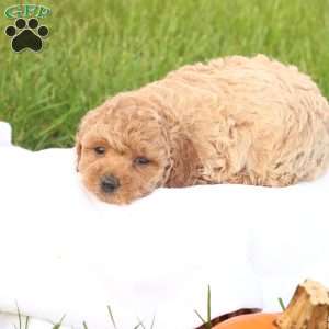 Tasha, Toy Poodle Puppy