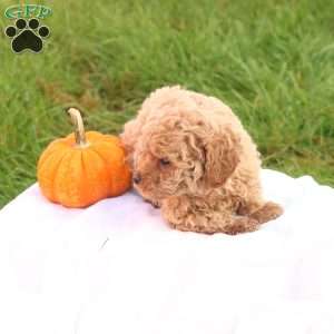 Tasha, Toy Poodle Puppy