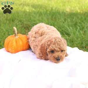 Tasha, Toy Poodle Puppy