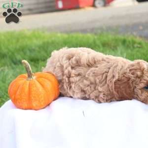 Tasha, Toy Poodle Puppy