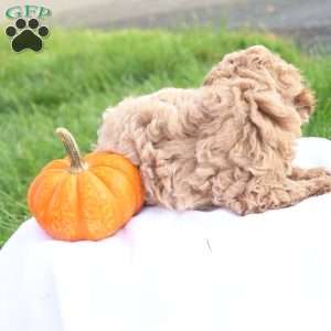 Tasha, Toy Poodle Puppy