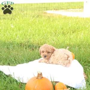 Tasha, Toy Poodle Puppy
