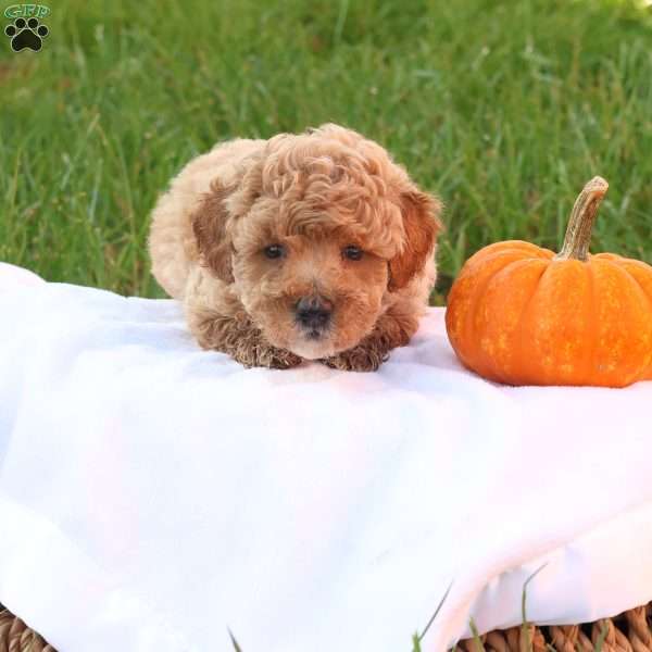 Tucker, Toy Poodle Puppy