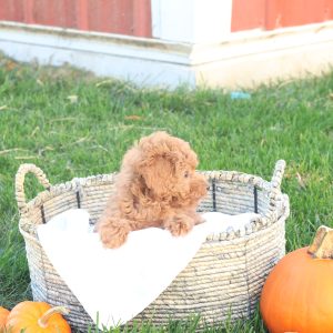 Taya, Toy Poodle Puppy