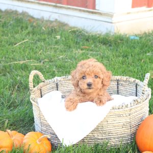 Taya, Toy Poodle Puppy