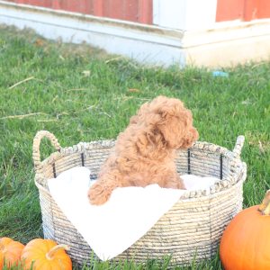 Taya, Toy Poodle Puppy