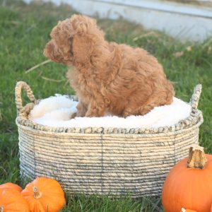 Taya, Toy Poodle Puppy