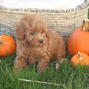 Taya, Toy Poodle Puppy