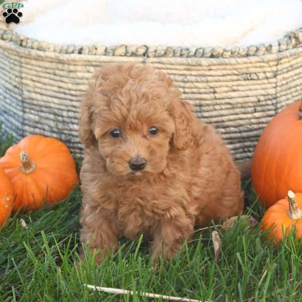 Taya, Toy Poodle Puppy