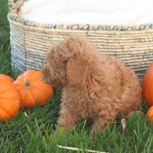 Taya, Toy Poodle Puppy