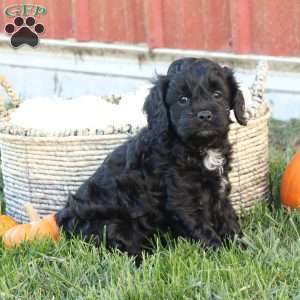 Colton, Cavapoo Puppy