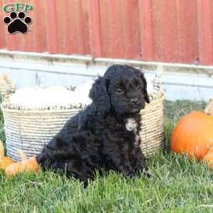 Colton, Cavapoo Puppy