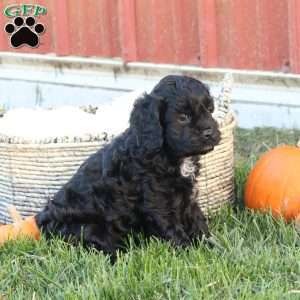 Colton, Cavapoo Puppy