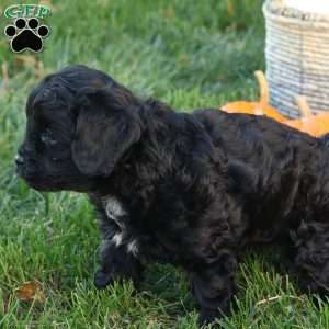 Colton, Cavapoo Puppy