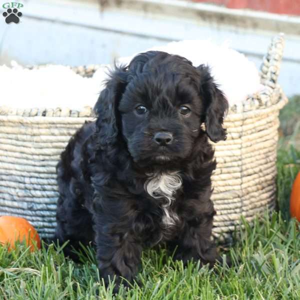 Colton, Cavapoo Puppy