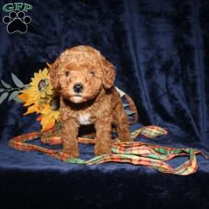 Cassie, Mini Goldendoodle Puppy