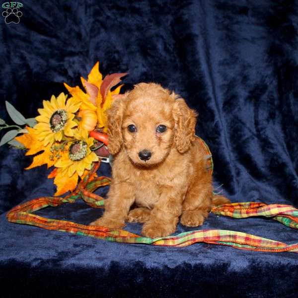 Caleb, Mini Goldendoodle Puppy