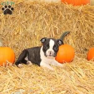 Justin, Boston Terrier Puppy