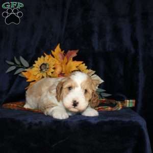 Levi, Mini Goldendoodle Puppy