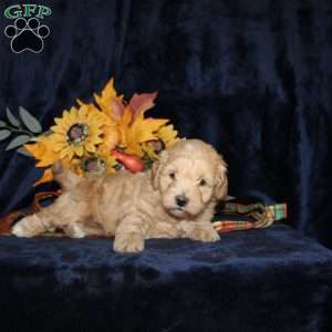 Len, Mini Goldendoodle Puppy