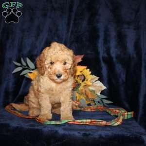 Dan, Mini Goldendoodle Puppy