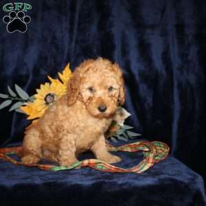 Debbie, Mini Goldendoodle Puppy