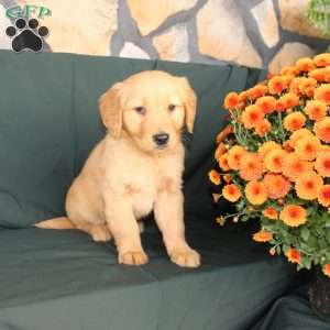 Danielle, Golden Retriever Puppy