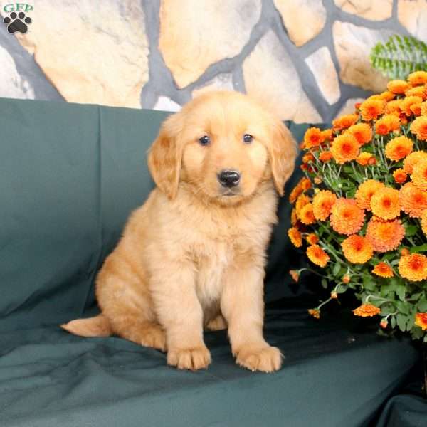 Derrick, Golden Retriever Puppy